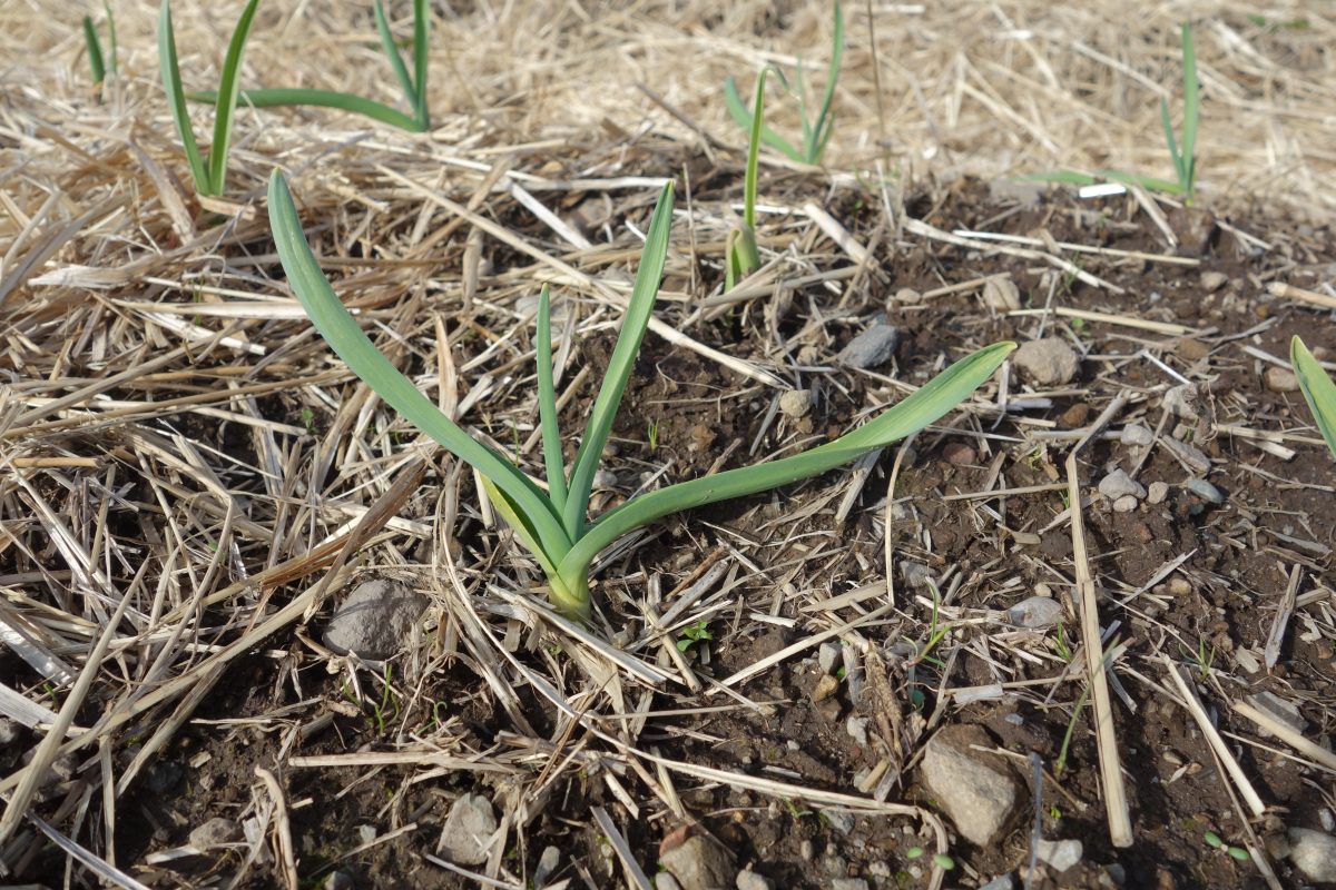 Growing Garlic: mid-winter check-in