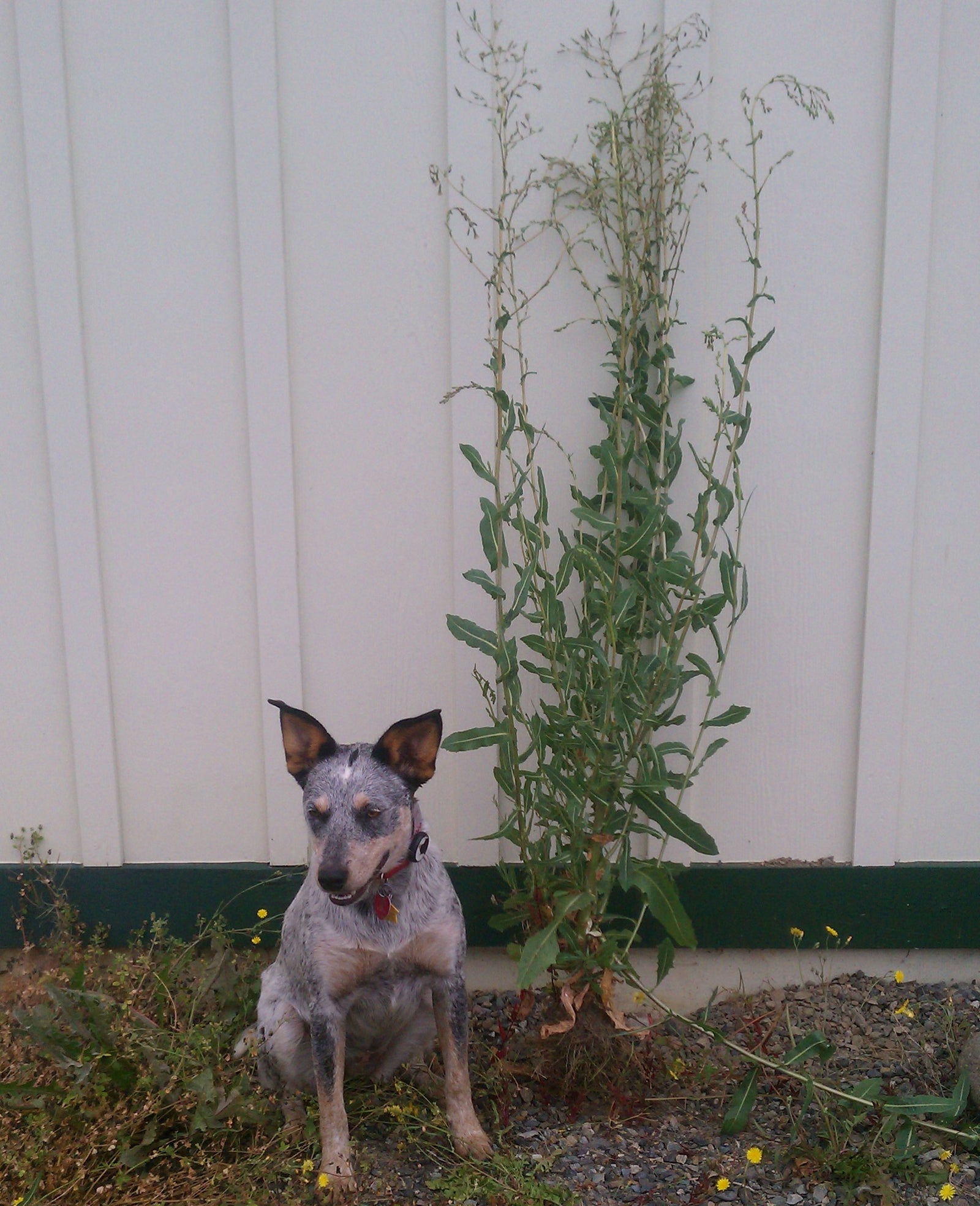 Everything is bigger at the farm...even the weeds!
