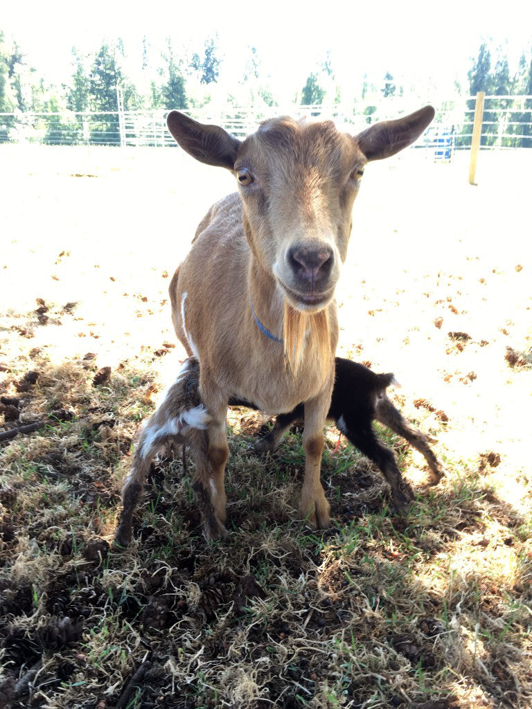 First Arrival: Sade's Baby Goats