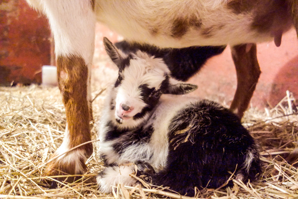 Our Weekend Adventures and Baby Goats