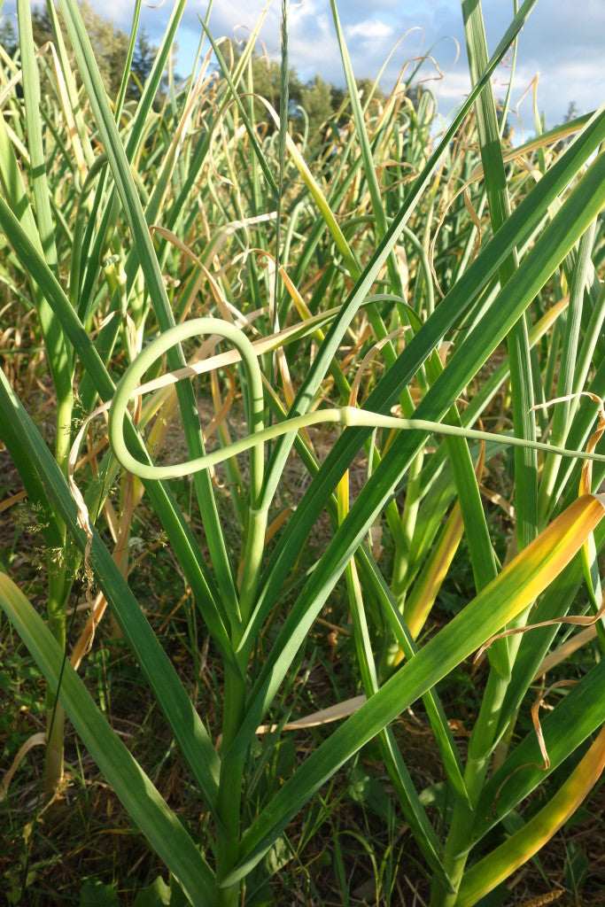 Growing Garlic: Cutting Scapes