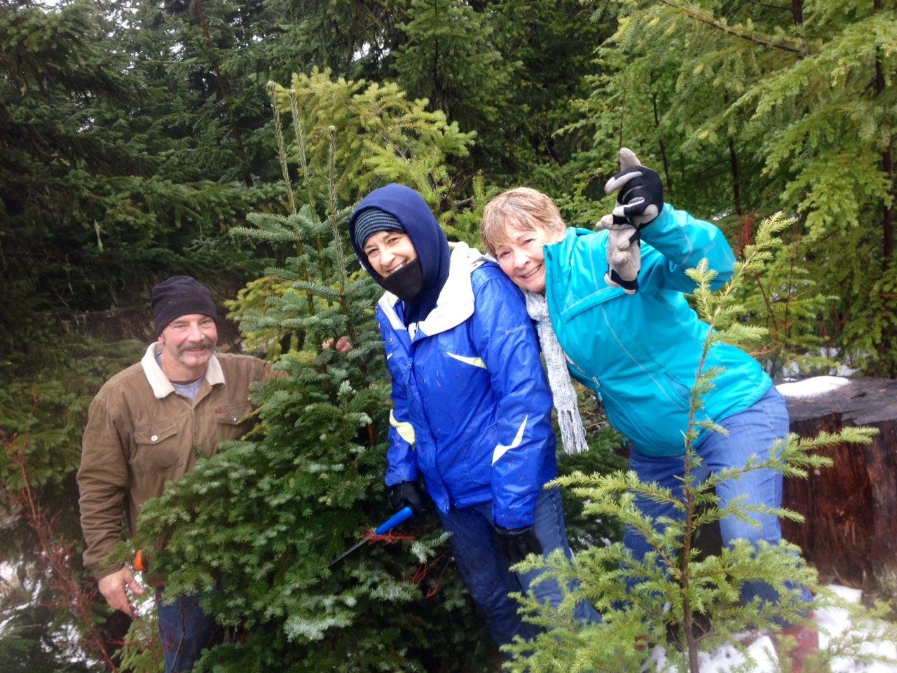 Christmas Tree Cutting in Western Washington