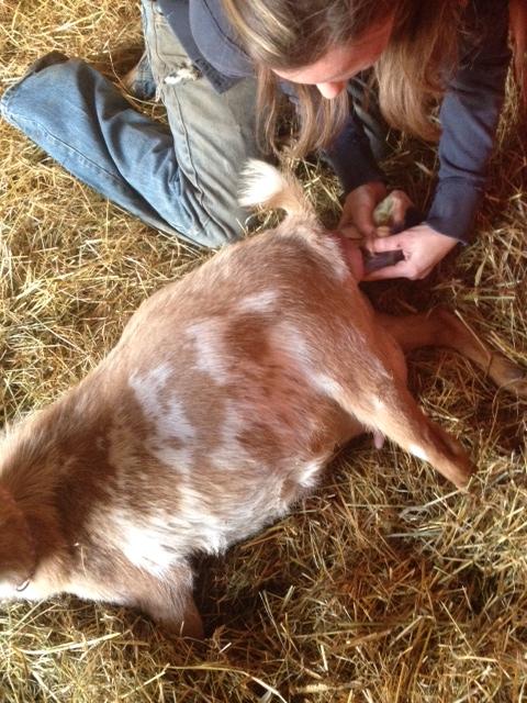 What to Expect When You Are A Farmer Expecting