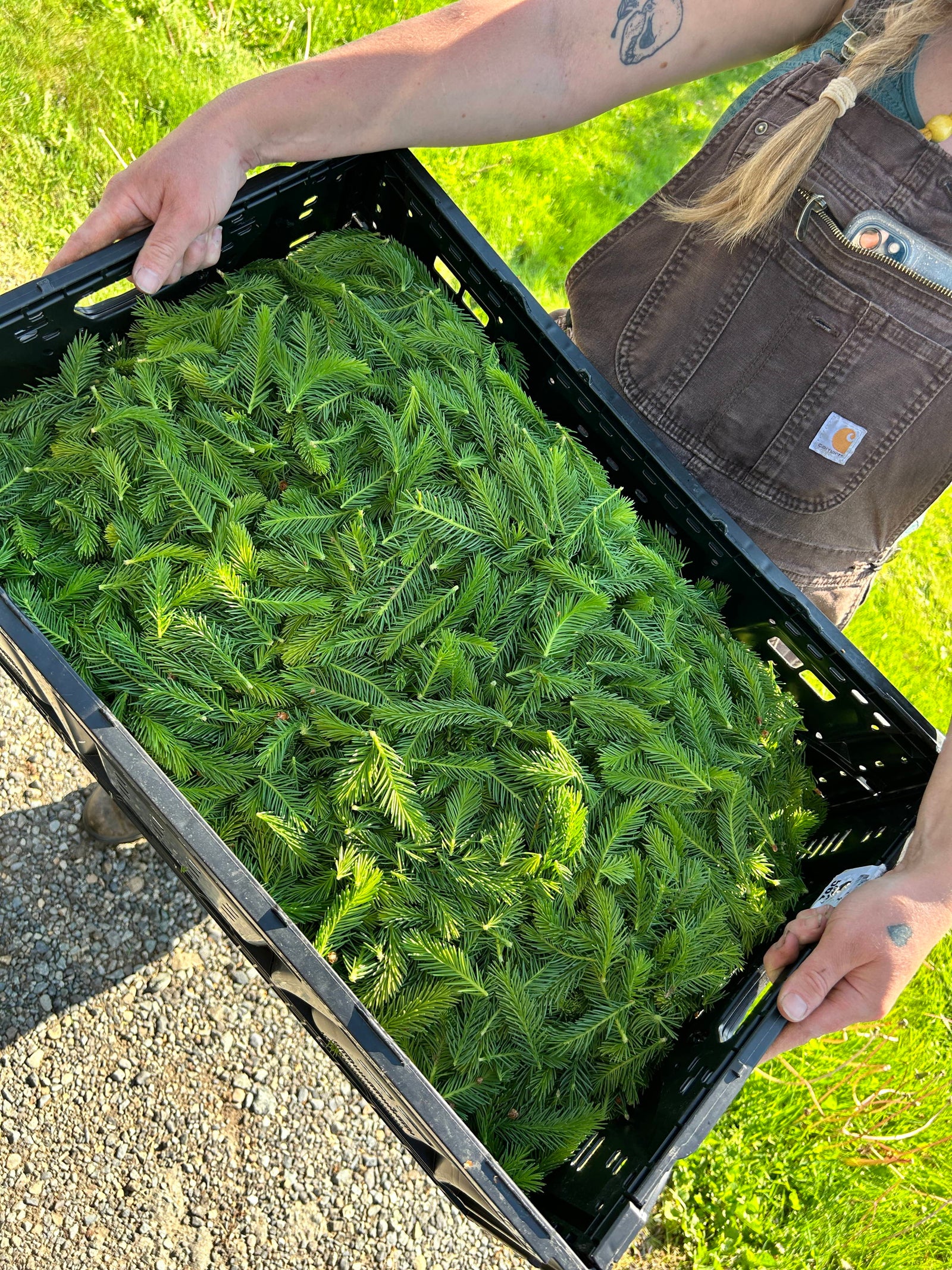 Huckleberry Spruce Tip: the story behind the syrup