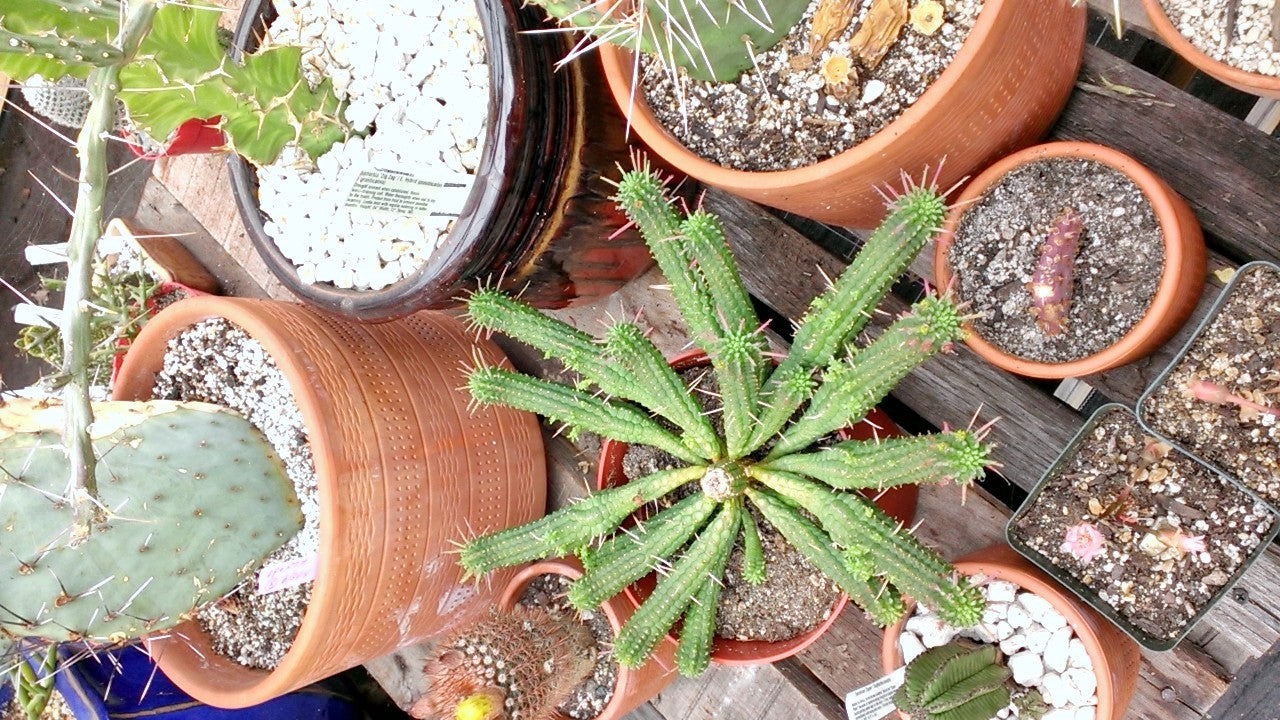 Chelan Succulent Garden Surprise