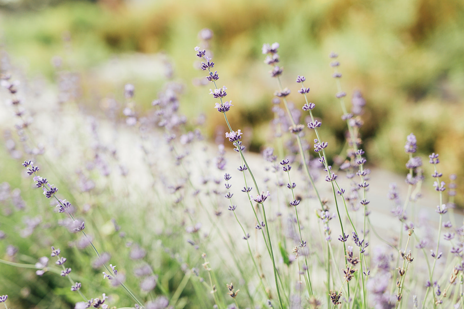 blueberry lavender plant Simple Goodness Sisters